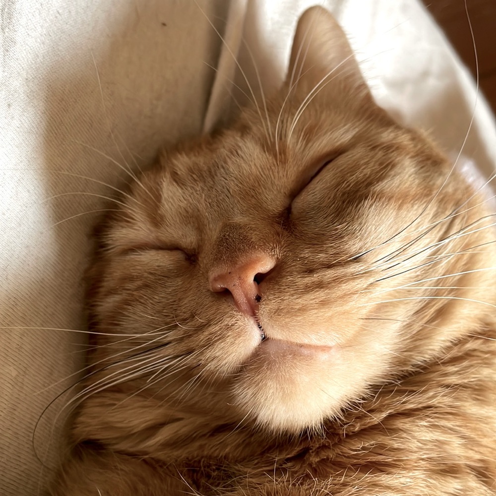 Meet your Posher, Anna